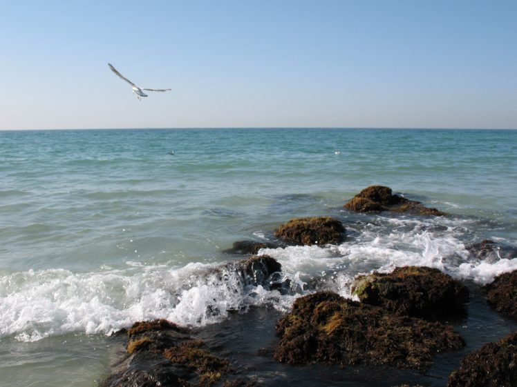 emirates, The, Sea, Persian, Gulf, Coast, Beach, Seagulls HD Wallpaper Desktop Background