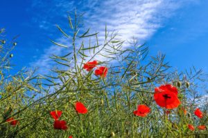 sky, Flowers, Poppies, Plants, Nature
