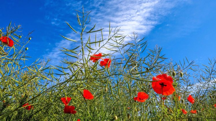 sky, Flowers, Poppies, Plants, Nature HD Wallpaper Desktop Background