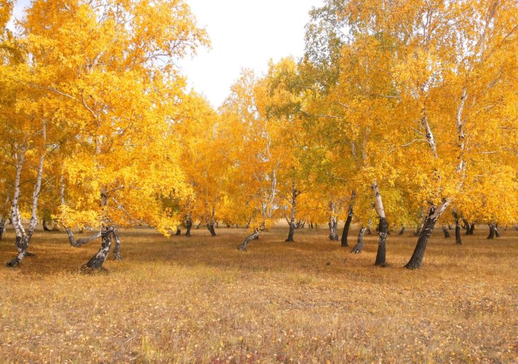 forest, Autumn, Nature, Landscape, Birch HD Wallpaper Desktop Background