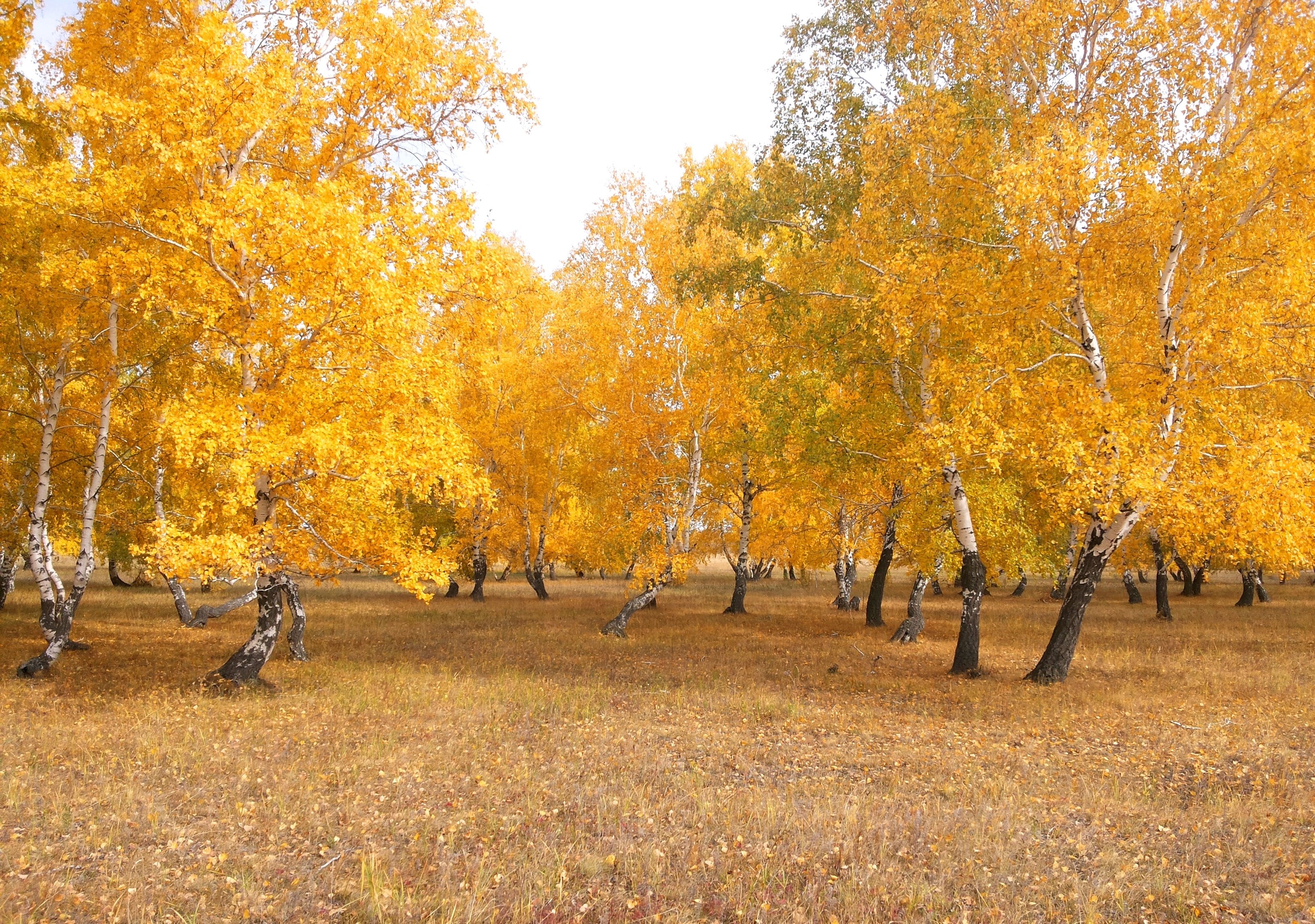 forest, Autumn, Nature, Landscape, Birch Wallpaper