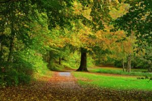 autumn, Park, Trees, Leaves
