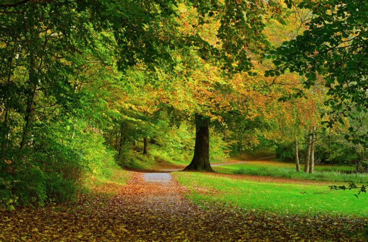 autumn, Park, Trees, Leaves HD Wallpaper Desktop Background
