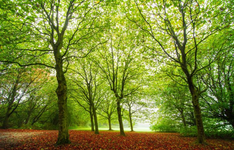 forest, Trees, Nature, Autumn HD Wallpaper Desktop Background