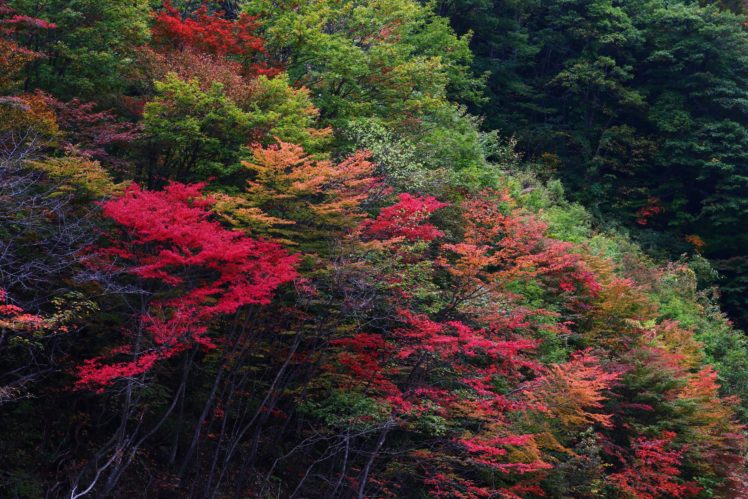 leaves, Nature, Autumn, Autumn HD Wallpaper Desktop Background