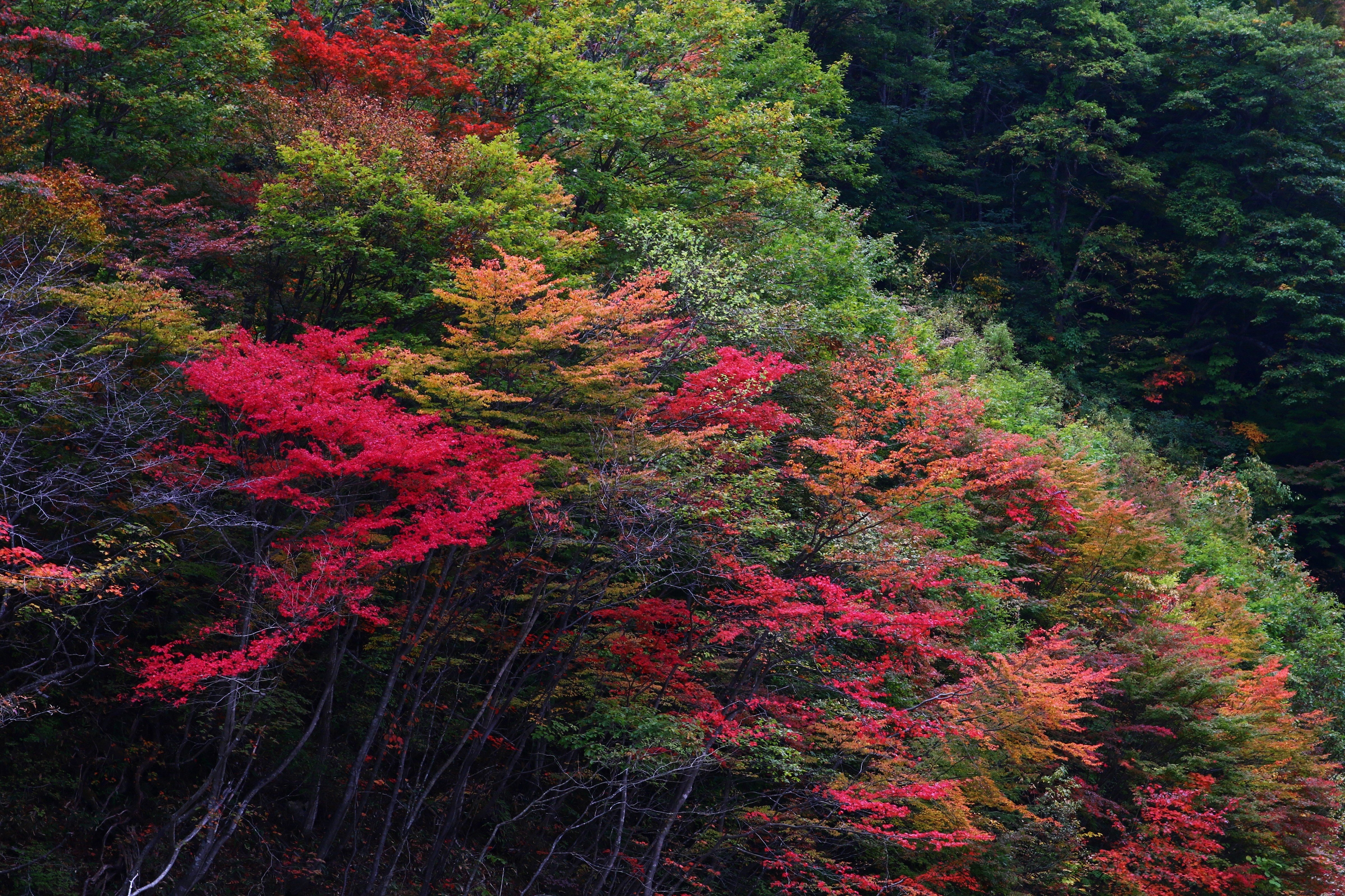 leaves, Nature, Autumn, Autumn Wallpaper