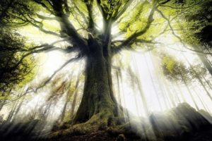 tree, Forest, Light, Moss, Roots, Fog, Mist