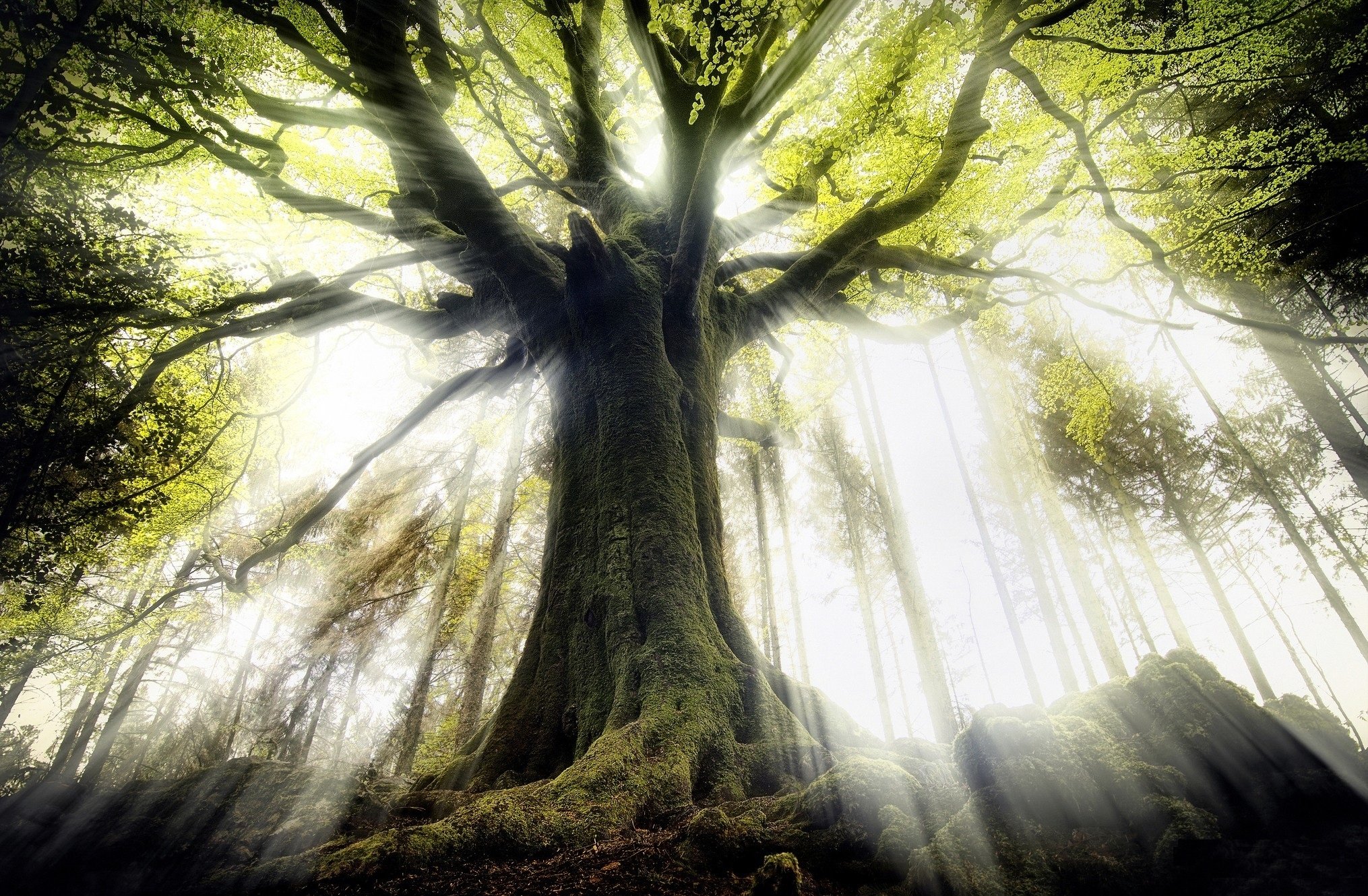 tree, Forest, Light, Moss, Roots, Fog, Mist Wallpaper