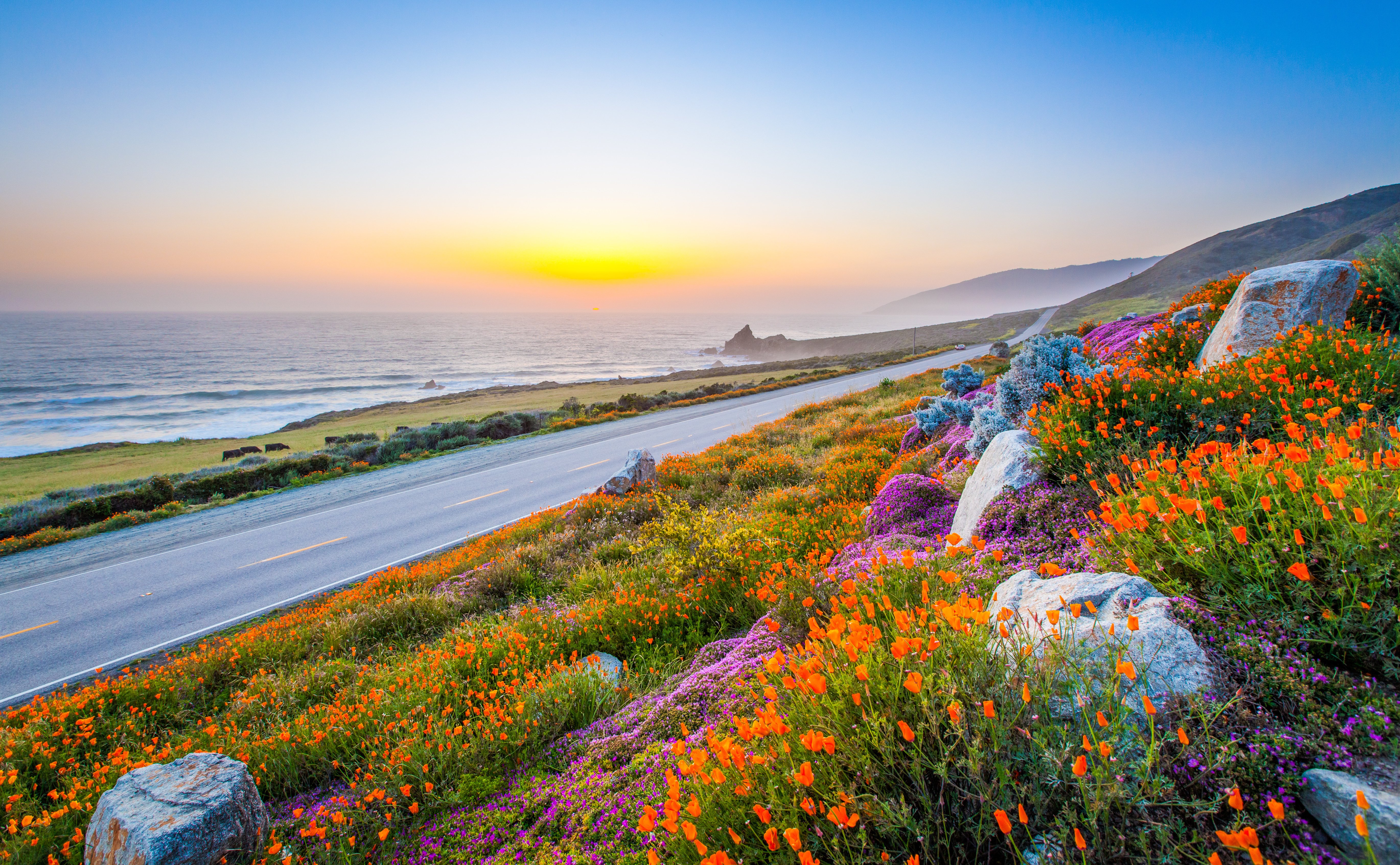 sky, Flowers, Sky, Rocks, Poppies, Road, Poppy Wallpaper