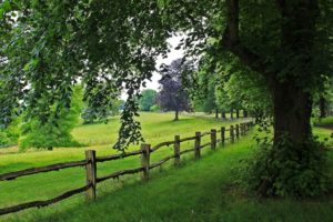 tree, View, Trees, Nature, Path, Road, Scenery, Walk, Landscape, Fence