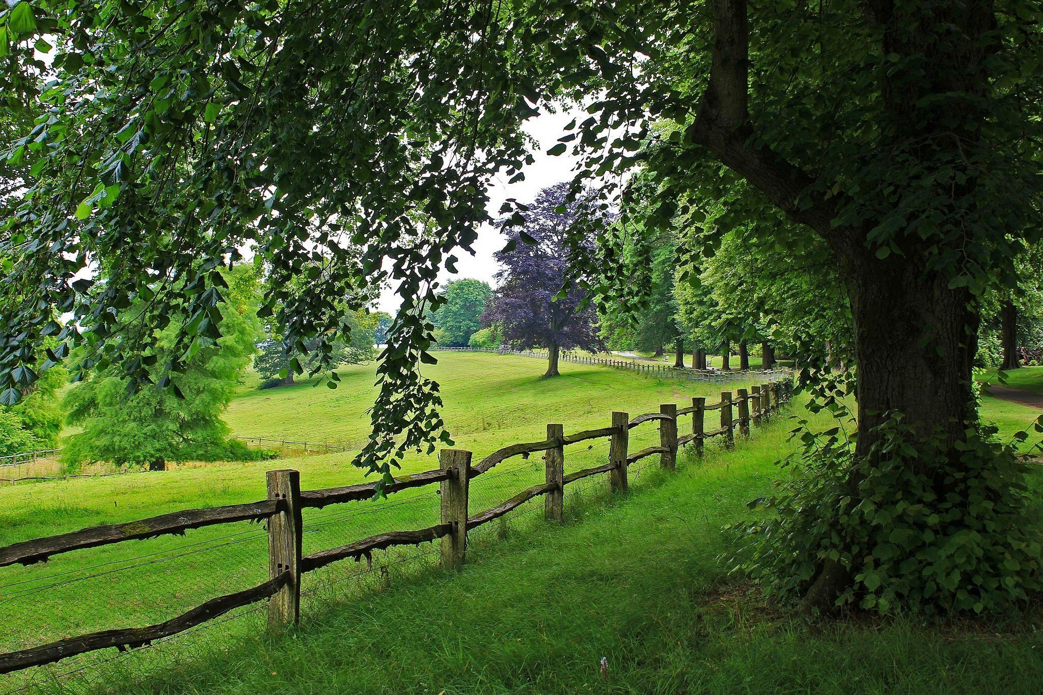 tree, View, Trees, Nature, Path, Road, Scenery, Walk, Landscape, Fence Wallpaper