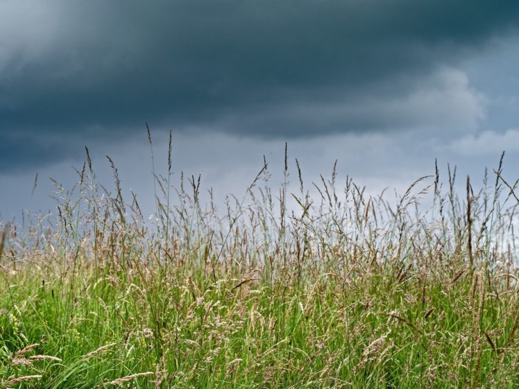 meadow, Close, Up, Summer, Clouds, Grass HD Wallpaper Desktop Background