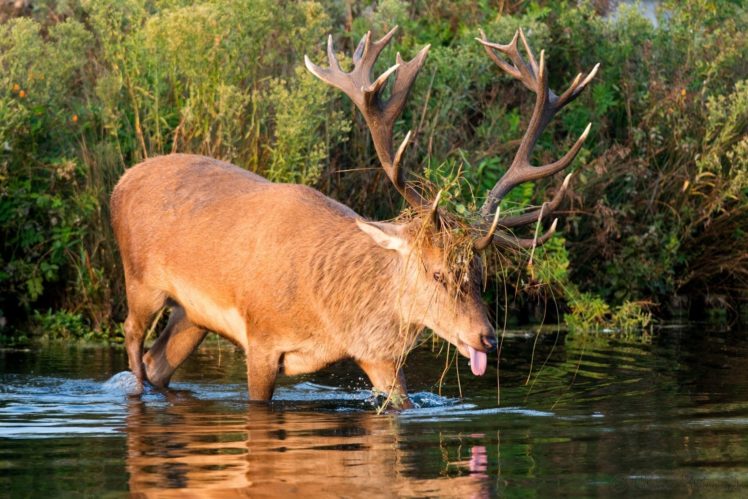 deer, Horns, Muzzle, Thickets, Pond HD Wallpaper Desktop Background