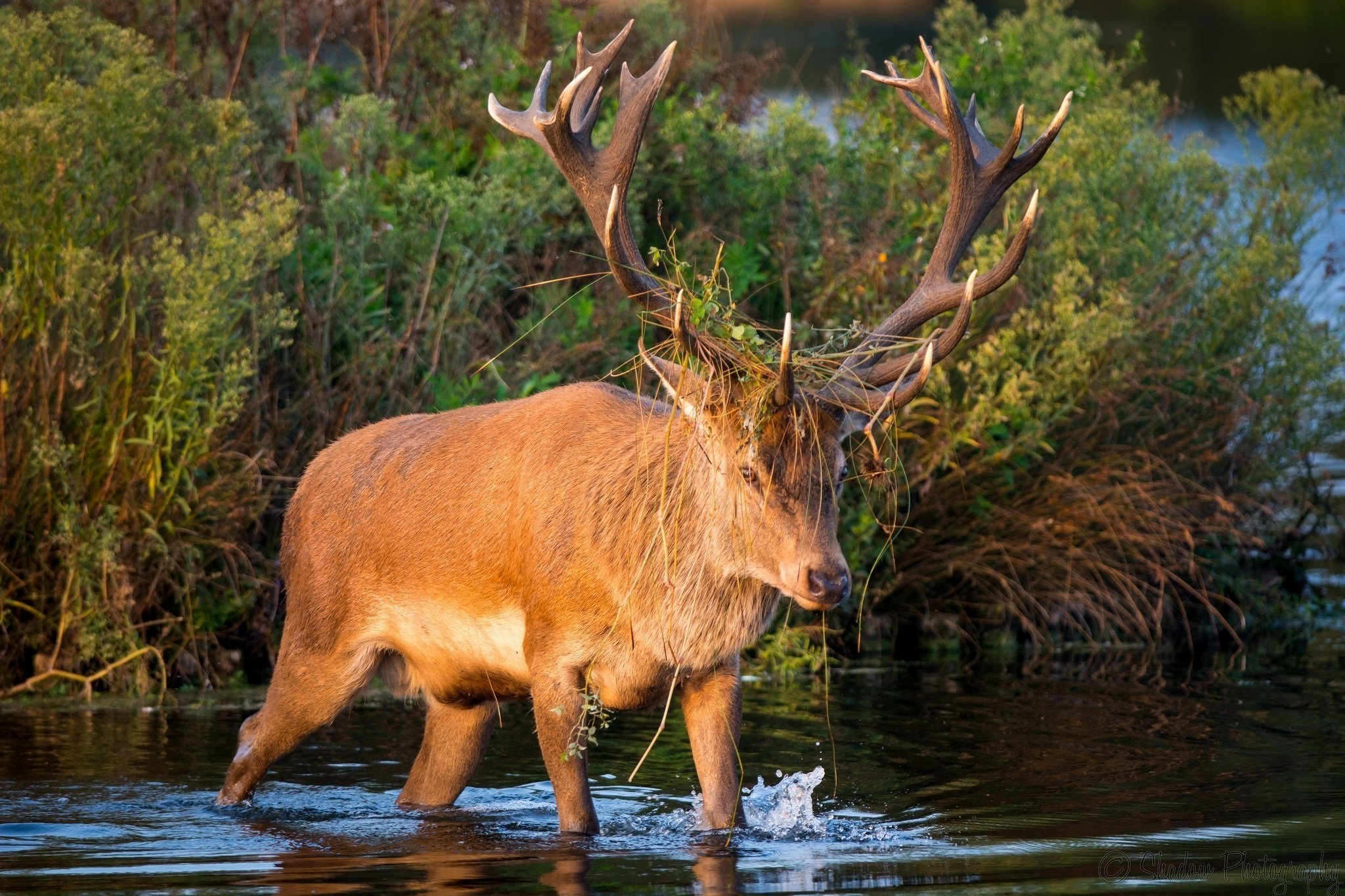 deer, Horns, Muzzle, Thickets, Pond Wallpaper