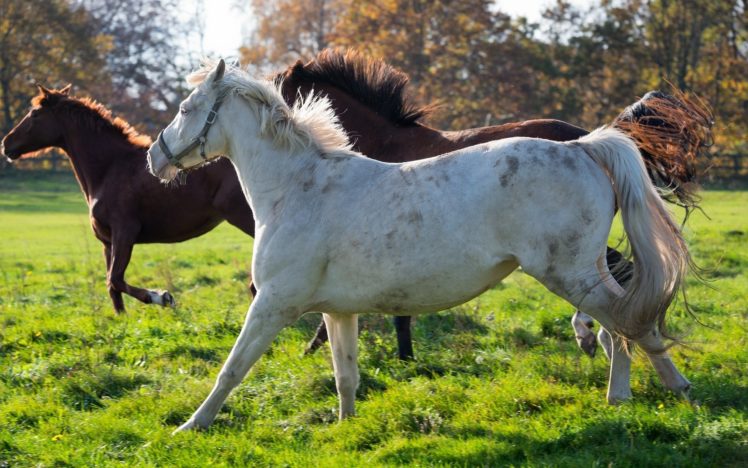 horses, Horse, Trio, Running, Corral, Mane, Tail, Halter HD Wallpaper Desktop Background
