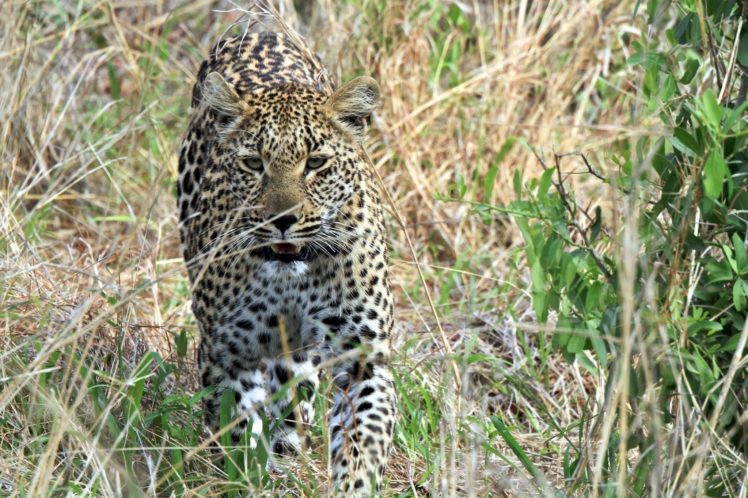 leopard, Wild, Cat, Carnivore, Muzzle, Bushes, Shrubs, Walk HD Wallpaper Desktop Background