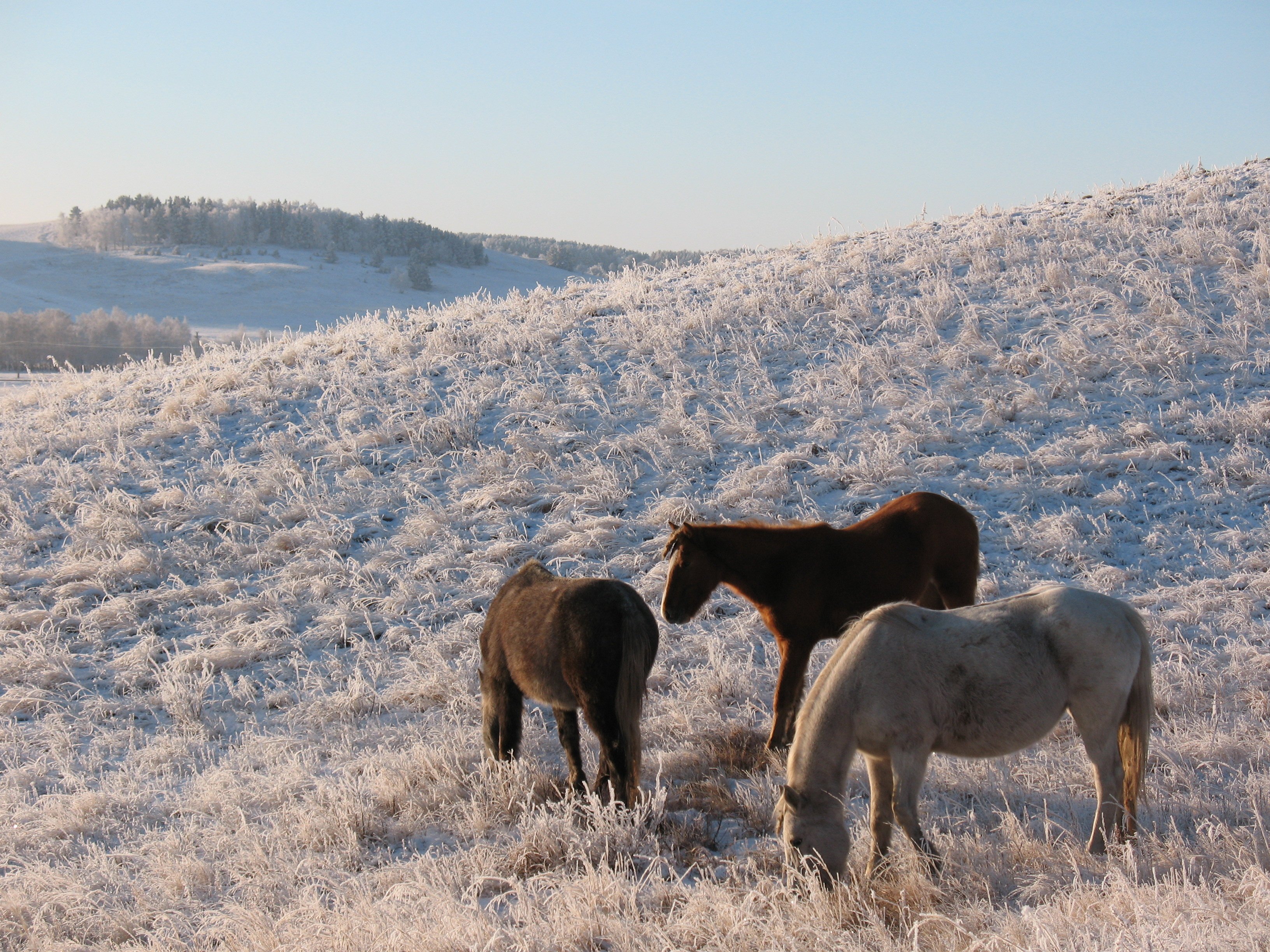 horse, Horses, Animal, Winter, Steppe, Kazakhstan, Frost, Grazing, Zhailau, Kokshetau, Cop, Bajterek Wallpaper