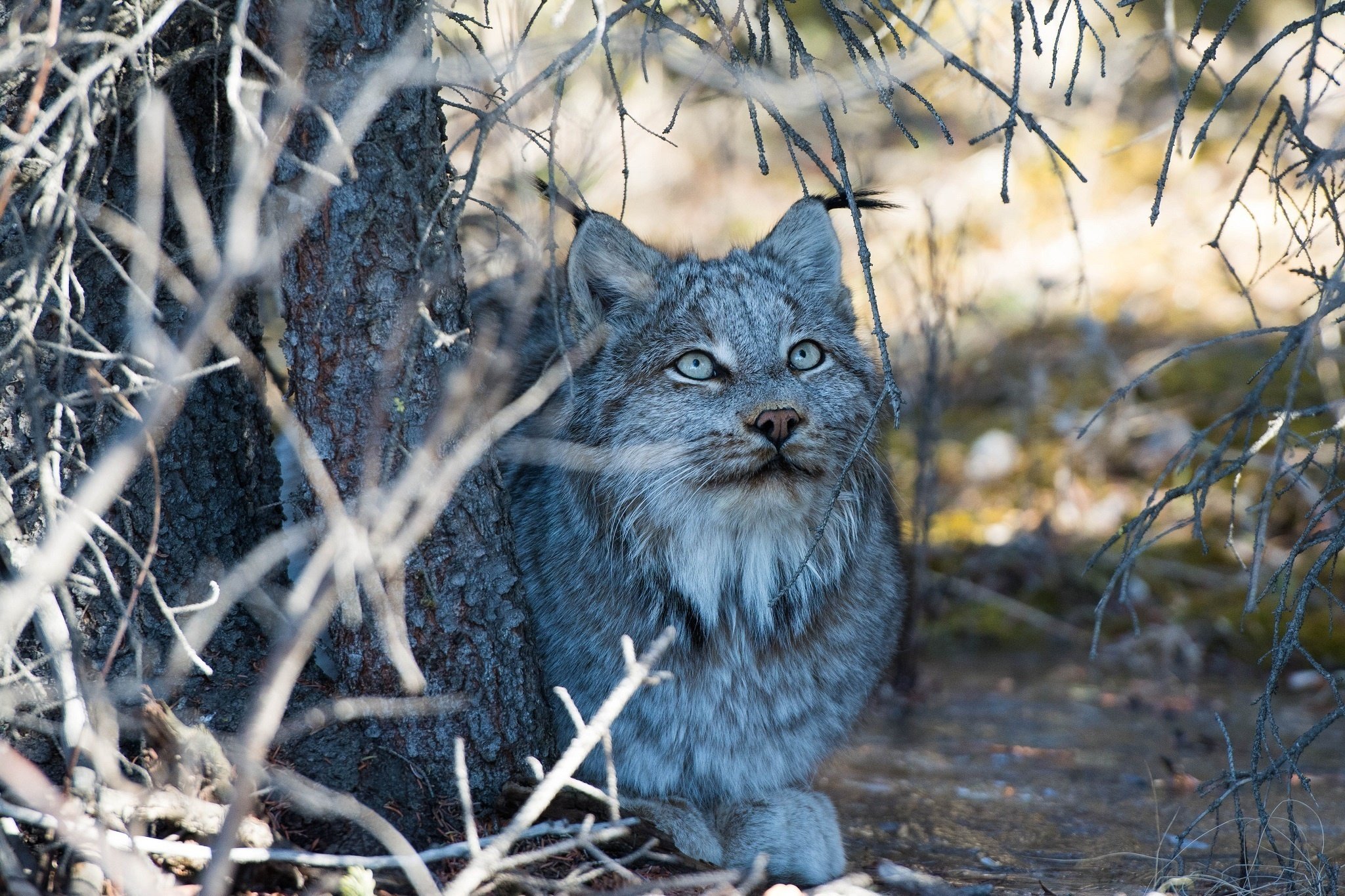 lynx, Wild, Cat, Carnivore, Muzzle, Lies, Vacation, Branches, Shadows Wallpaper