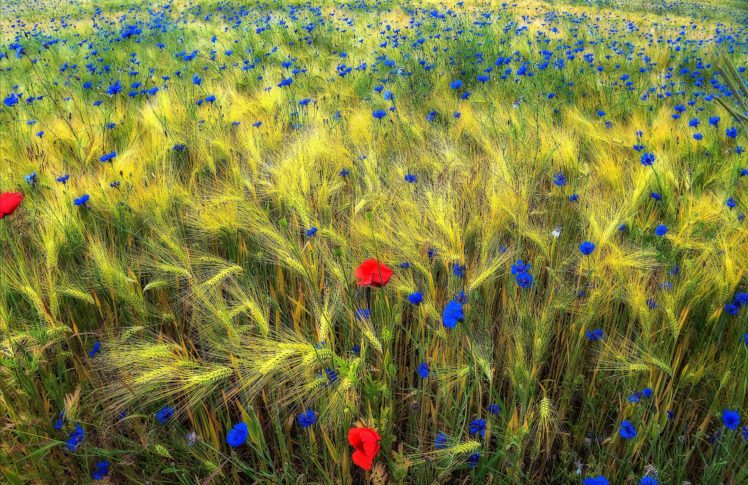 poppies, Cornflowers, Field, Ears, Nature HD Wallpaper Desktop Background