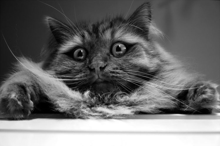 cat, Eyes, Koshak, Wool HD Wallpaper Desktop Background
