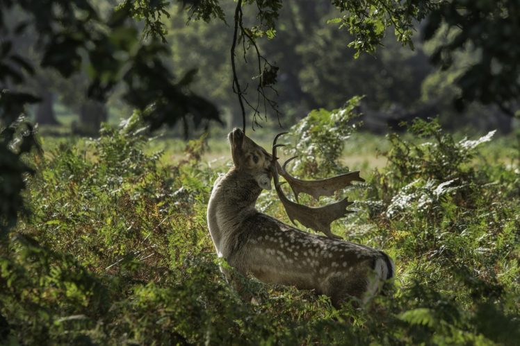 deer, Horns, Muzzle, Thickets HD Wallpaper Desktop Background