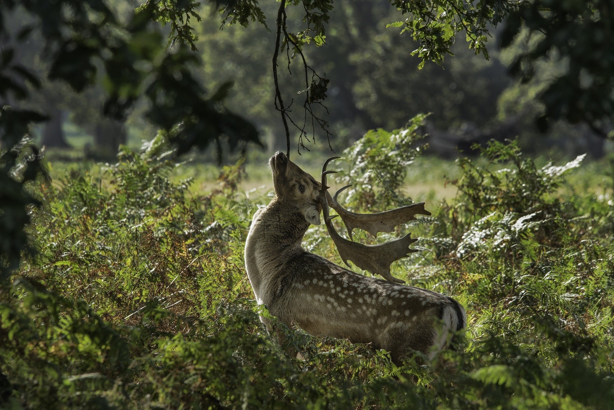 deer, Horns, Muzzle, Thickets Wallpaper