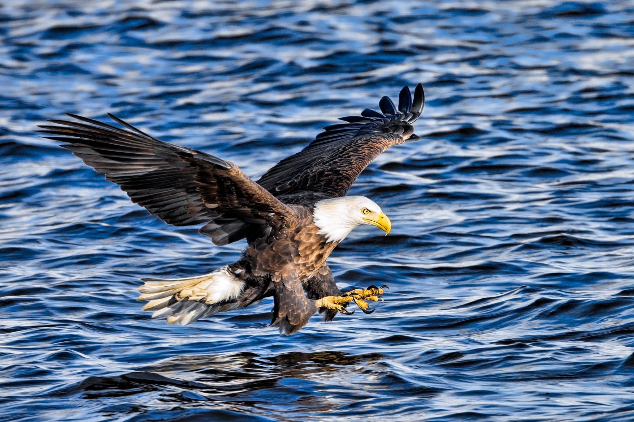 eagle, Bird, Predator, Wings, Flying, Fishing, Fish, Extraction, Spray Wallpaper