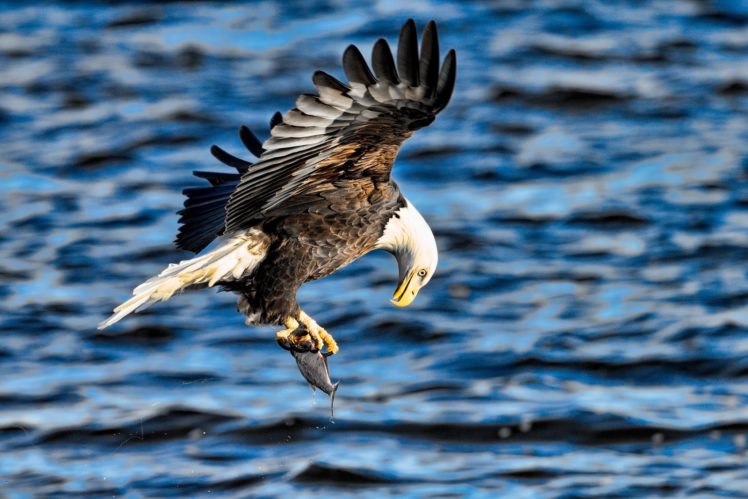 eagle, Bird, Predator, Wings, Flying, Fishing, Fish, Extraction, Spray, R5 HD Wallpaper Desktop Background