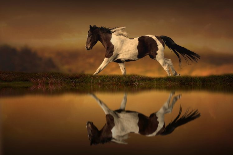 horse, Running, Reflection HD Wallpaper Desktop Background