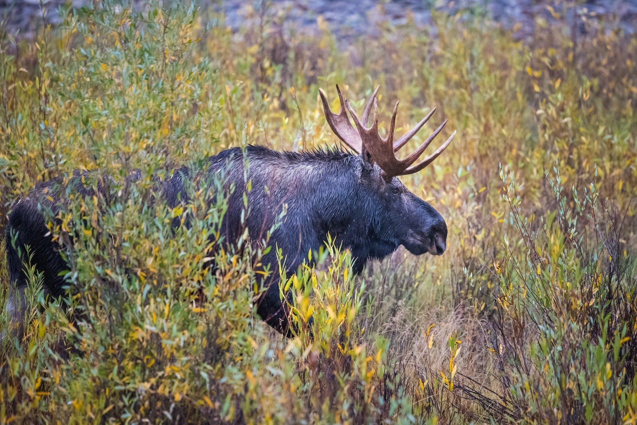 profile, Horns, Thickets, Autumn, Deer Wallpaper