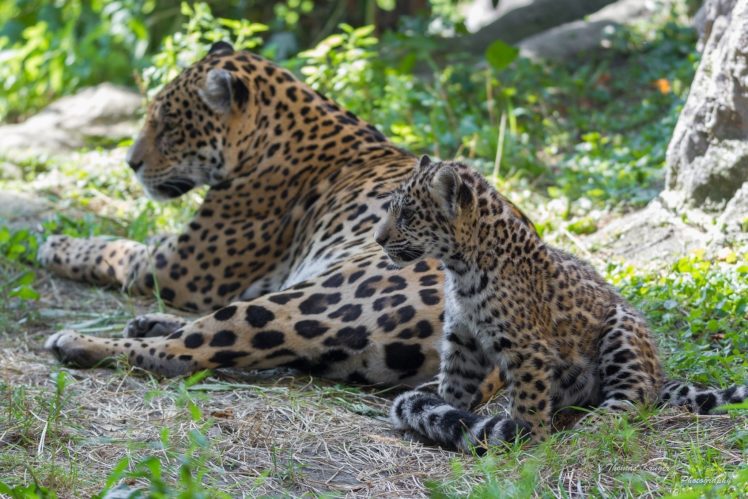 jaguars, Wild, Cats, Predators, Couple, Family, Mom, Baby HD Wallpaper Desktop Background