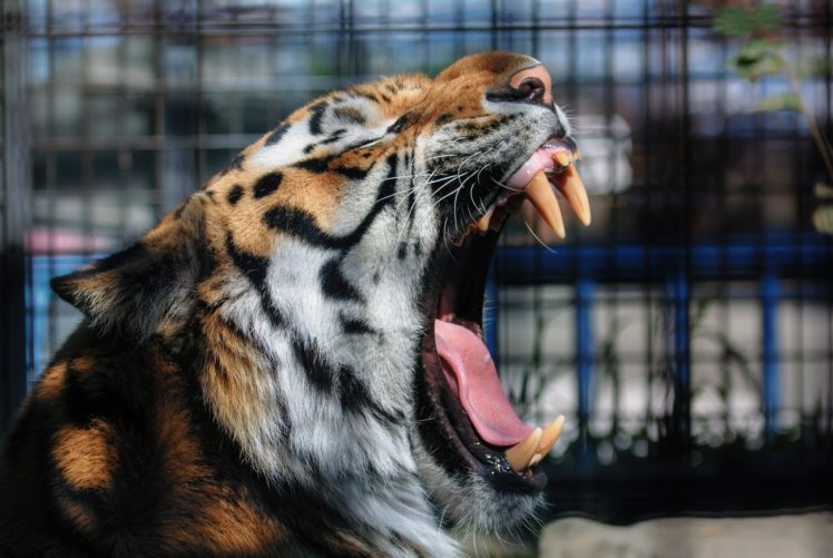 tiger, Wild, Cat, Carnivore, Muzzle, Yawns, Mouth, Teeth, Tongue, Fur, Zoo HD Wallpaper Desktop Background