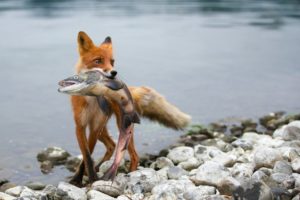 hunting, Fishing, Fox