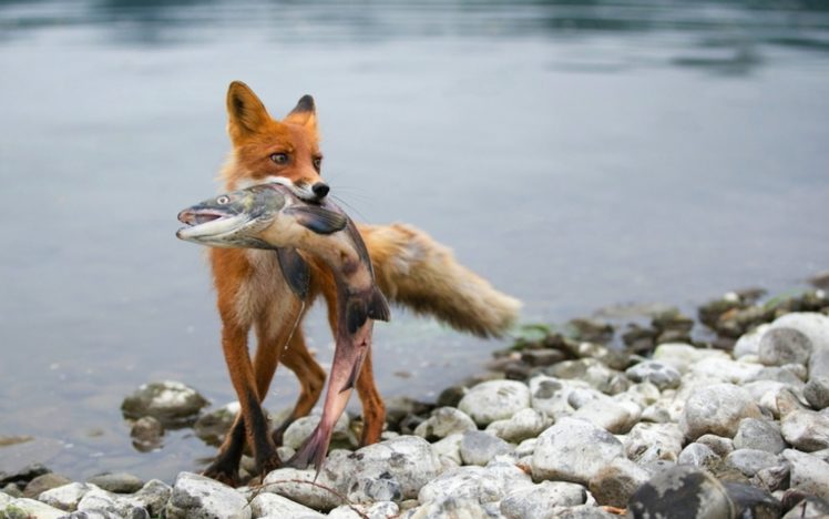 hunting, Fishing, Fox HD Wallpaper Desktop Background