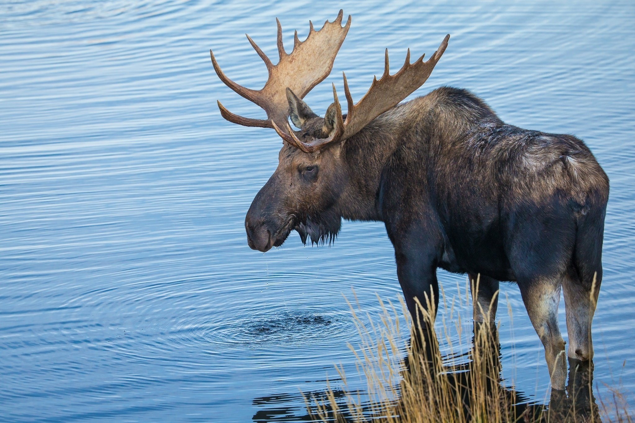 moose, Deer Wallpapers HD / Desktop and Mobile Backgrounds