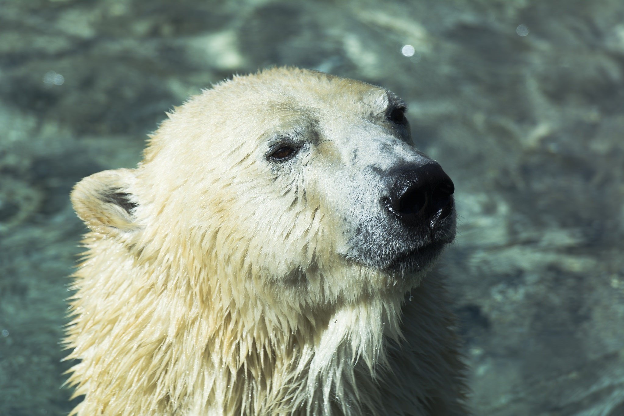 polar, Bear Wallpaper