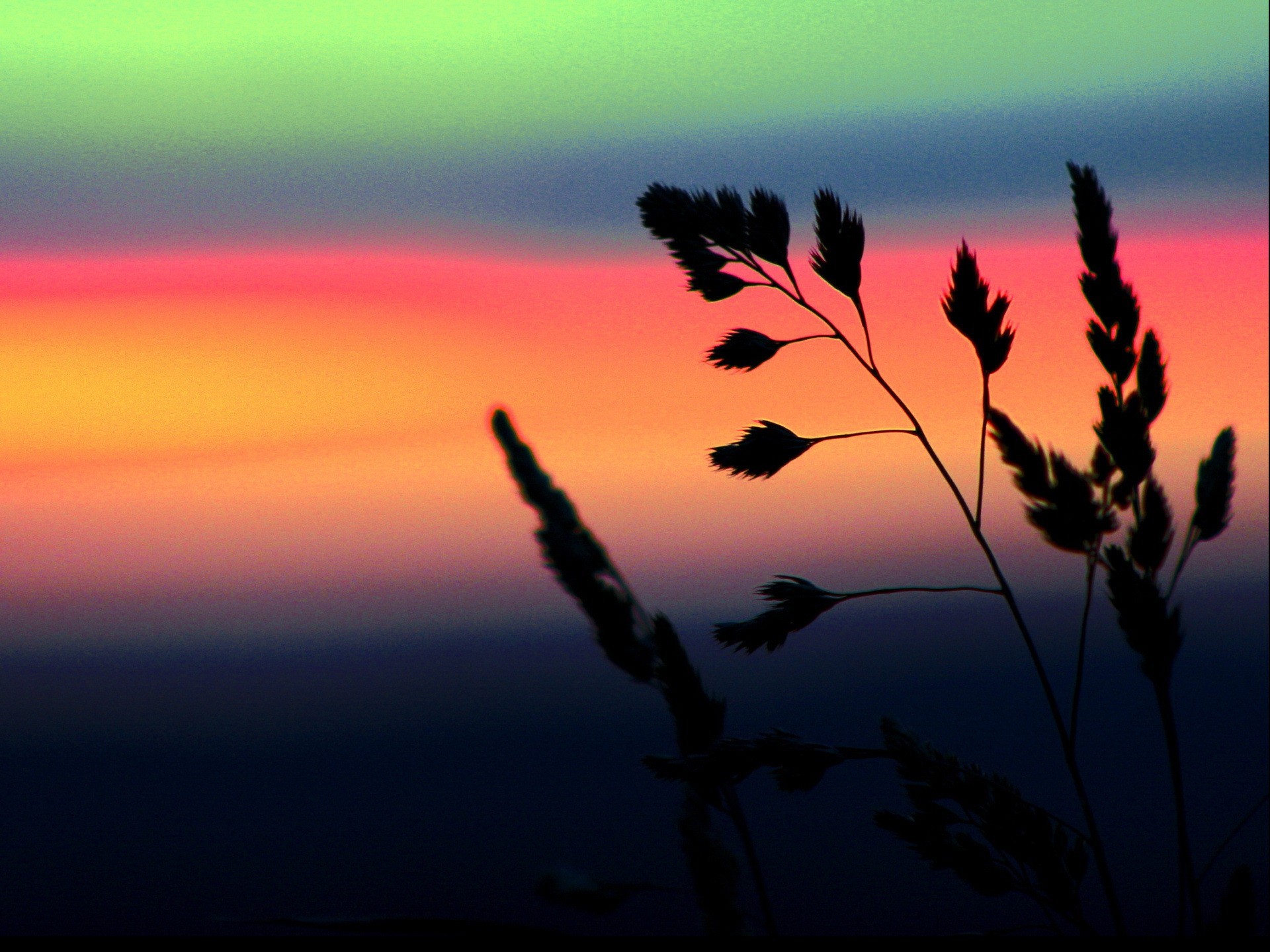 herbs, Against, A, Colorful, Background Wallpaper