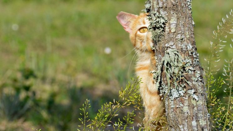 cat, Animal, Cute HD Wallpaper Desktop Background