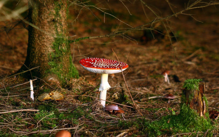 forest, Mushrooms, Leaves, Macro, Red, Autumn, Trees HD Wallpaper Desktop Background