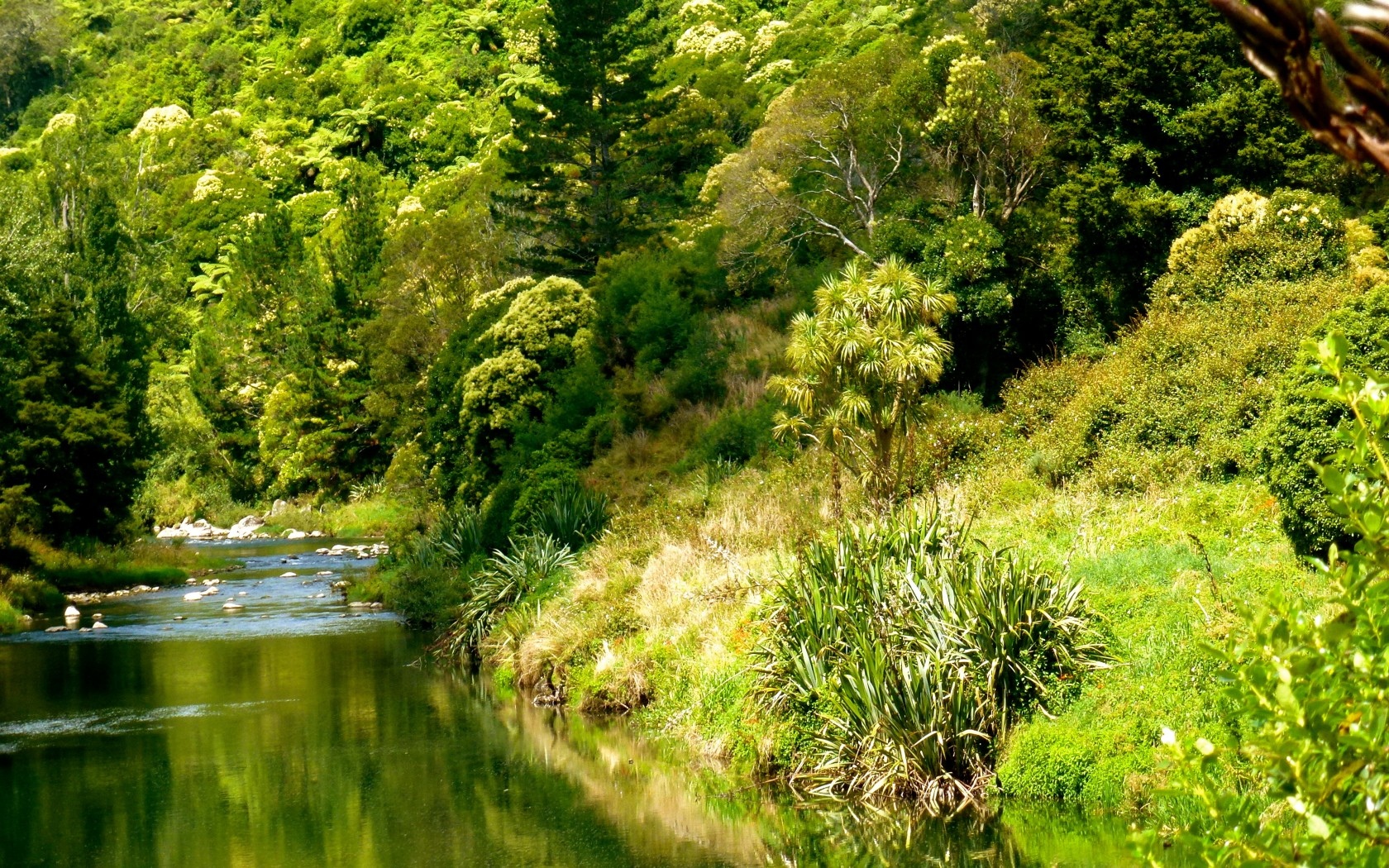 forest, Nature, River, Trees Wallpaper