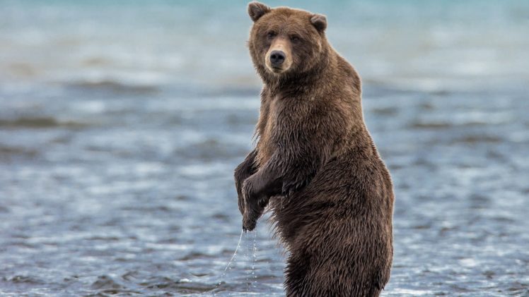 bear, River, Animal, Wet HD Wallpaper Desktop Background