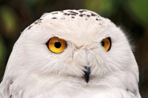 owl, Look, Eyes, White, Cute, Bird