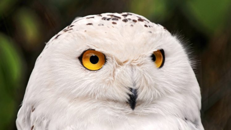 owl, Look, Eyes, White, Cute, Bird HD Wallpaper Desktop Background