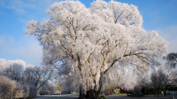 nature, Tree, Winter, Snow HD Wallpaper Desktop Background