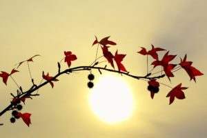 branch, With, Red, Leaves, Against, A, Bright, Sun