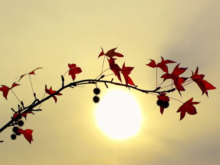 branch, With, Red, Leaves, Against, A, Bright, Sun HD Wallpaper Desktop Background