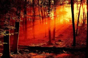 sun, Shining, Through, Trees, Casting, A, Red, Light