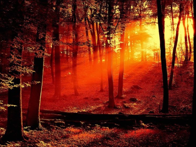 sun, Shining, Through, Trees, Casting, A, Red, Light HD Wallpaper Desktop Background