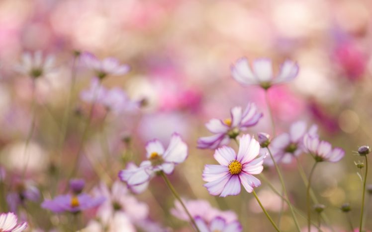 kosmeya, Flowers, White, Pink, Petals, Field, Close up, Blurred, Macro HD Wallpaper Desktop Background