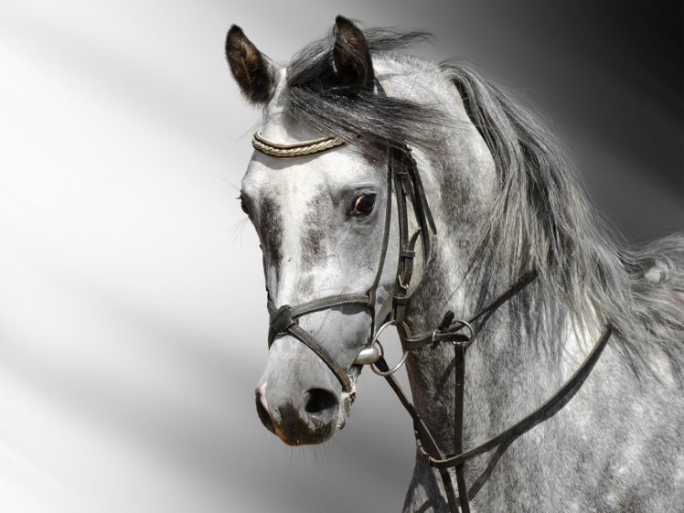 horse, Gray, Head HD Wallpaper Desktop Background